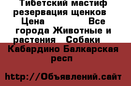 Тибетский мастиф резервация щенков › Цена ­ 100 000 - Все города Животные и растения » Собаки   . Кабардино-Балкарская респ.
